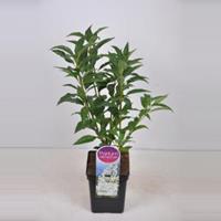 Plantenwinkel.nl Sering (syringa villosae Agnes Smith) - 30-50 cm - 1 stuks