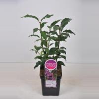 Plantenwinkel.nl Sering (syringa villosae Red Wine) - 30-50 cm - 1 stuks