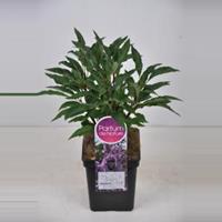 Plantenwinkel.nl Sering (syringa villosae Royalty) - 30-50 cm - 1 stuks