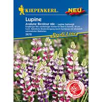 KIEPENKERL Lupine hartwegii Avalune Bicolour Mix