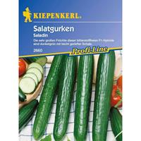 Salatgurken Gewächshaus Schlangengurke Saladin