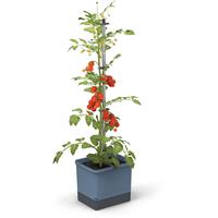 Gusta Garden - Tom Tomato - Tomaten Planten - Tomaten Plantenbak met Watertank - Kweekbak - Kweektafel - Blauw