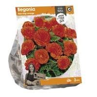 Baltus Bloembollen Baltus Begonia Non-stop orange bloembollen per 3 stuks