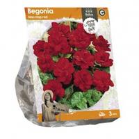Baltus Bloembollen Baltus Begonia Non-stop red bloembollen per 3 stuks
