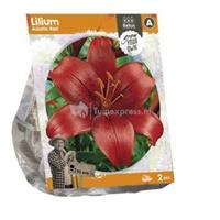 Baltus Bloembollen Baltus Lilium Asiatic Red Lelie bloembollen per 2 stuks