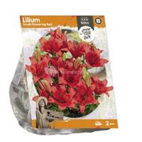 Baltus Bloembollen Baltus Lilium Small flowering Red Lelie bloembollen per 2 stuks