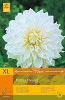 JUB 1 Dahlia Fleurel