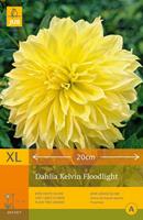 JUB 1 Dahlia Kelvin Floodlight