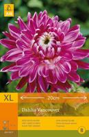 1 Dahlia Vancouver - Jub