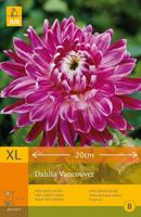 Dahlia Vancouver