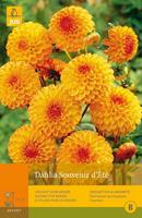 JUB 1 Dahlia Souvenir Dete