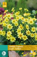 Dahlia Topmix Geel 1 bol