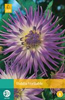 Dahlia Veritable 1 bol - Jub