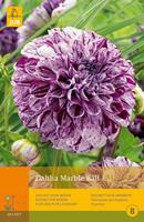 1 Dahlia Marble Ball - Jub