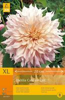 JUB 1 Dahlia Cafe Au Lait