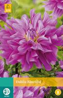 JUB Dahlia Bluetiful 1 bol