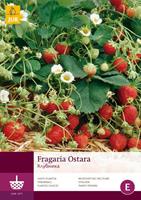 JUB 5 Fragaria Ostara