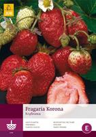 JUB 5 Fragaria Korona