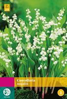 JUB Convallaria Majalis 7 bollen