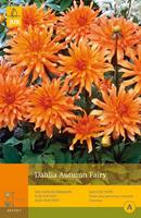 JUB 1 Dahlia Autumn Fairy