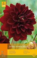 JUB 1 Dahlia Arabian Night