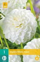 Dahlia White Aster - Jub