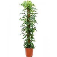 Plantenwinkel.nl Gatenplant Monstera Obliqua L 150 cm kamerplant