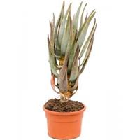 Plantenwinkel.nl Aloe Dichotoma 40 cm kamerplant