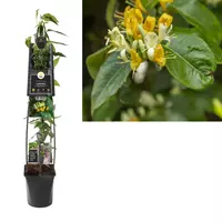 Van der Starre Klimplant Lonicera Copper Beauty - Groene Kamperfoelie 120 cm