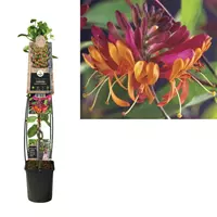 Van der Starre Klimplant Lonicera heckrottii Goldflame - Oranje Kamperfoelie 120 cm