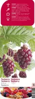 Braam Rubus Tayberry
