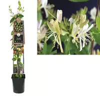 Van der Starre Klimplant Lonicera Belgica Select - Witte Kamperfoelie 120 cm