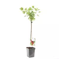 Fruithof Bessenstruik Ribes rubrum Jonkheer v Tets op stam - Rode bes 18cm