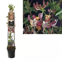 Van der Starre Klimplant Lonicera Serotina - Roze Kamperfoelie 120 cm