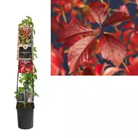 Van der Starre Klimplant Parthenocissus Engelmannii - Wilde Wingerd 120 cm