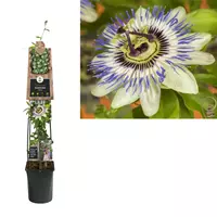 Van der Starre Klimplant Passiflora Caerulea - Witte Passiebloem 120 cm