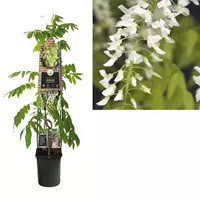 Van der Starre Klimplant Wisteria floribunda Alba - Witte Blauweregen 120 cm