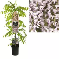 Van der Starre Klimplant Wisteria floribunda Rosea - Roze Blauweregen 120 cm