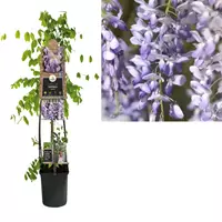 Van der Starre Klimplant Wisteria sinensis - Blauweregen 120 cm