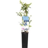 Bessenstruik Vaccinium corymbosum Bluecrop - Blauwe bes