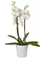 GroenRijk Kamerplant Phalaenopsis Tropic Snowball - Orchidee Wit H35cm Ã9cm