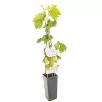 Fruithof Druivenstruik Vitis vinifera Bianca - Witte druif