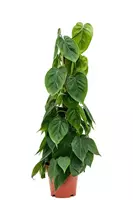 GroenRijk Kamerplant Philodendron Scandens H70cm Ã19cm