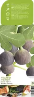 Fruithof Vijgenboom Ficus carica Brown Turkey