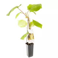 Fruithof Kiwi plant Actinidia Jenny - Zelfbestuivende kiwi