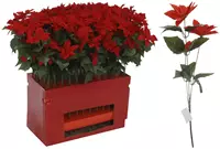 KERSTSTER CA 66CM 72STKS