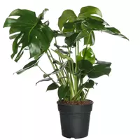 GroenRijk Kamerplant Monstera Deliciosa 'Gatenplant' S