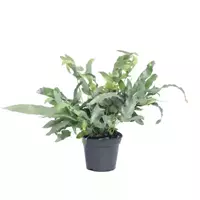 GroenRijk Kamerplant Phlebodium Aureum Blue Star 'Blauw Varen' potmaat 14cm