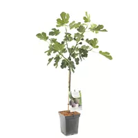 Fruithof Vijgenboom Ficus Brown Turkey op stam - Zelfbestuivend