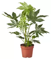 GroenRijk Kamerplant Fatsia Japonica - Vingerplant H70cm Ã19cm